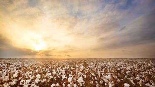 Cotton Field in West Texas