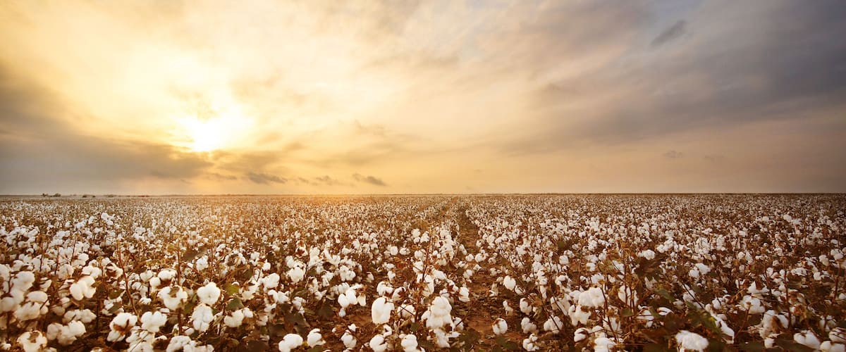 A cotton field at sunset.