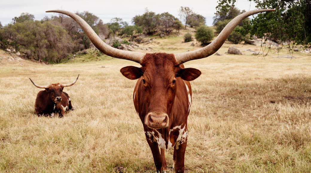 Portrait of Texas longhorn cattle standing on grassy field against sky at ranch
