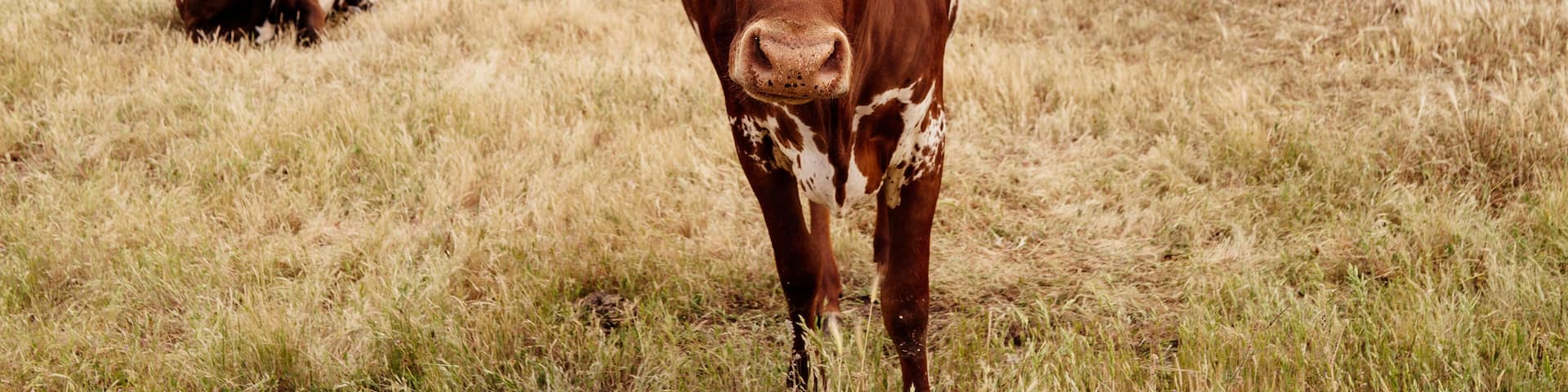 Portrait of Texas longhorn cattle standing on grassy field against sky at ranch