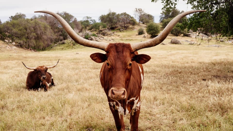 A brown cow with large horns in a grassy field with trees in the background.