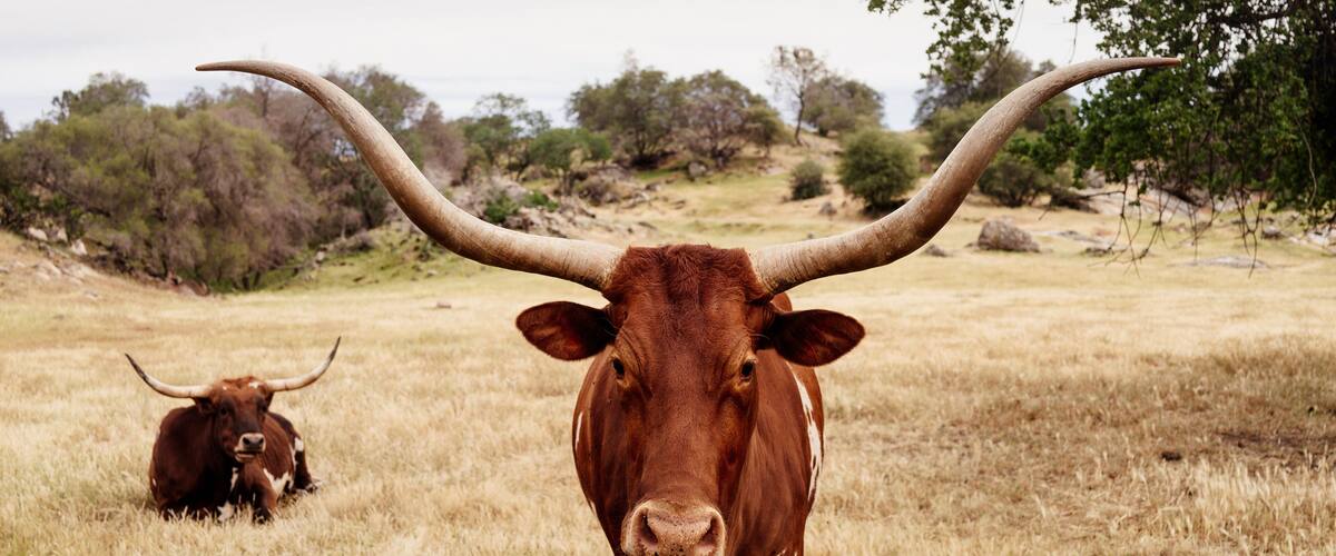 Portrait of Texas longhorn cattle standing on grassy field against sky at ranch