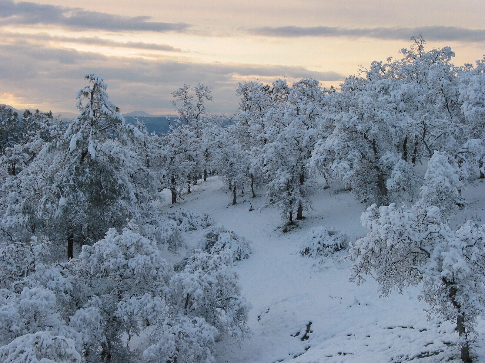 My back yard in the Sierra Mountain range.  Over 2 feet of snow in less then 2 hours. #Snow