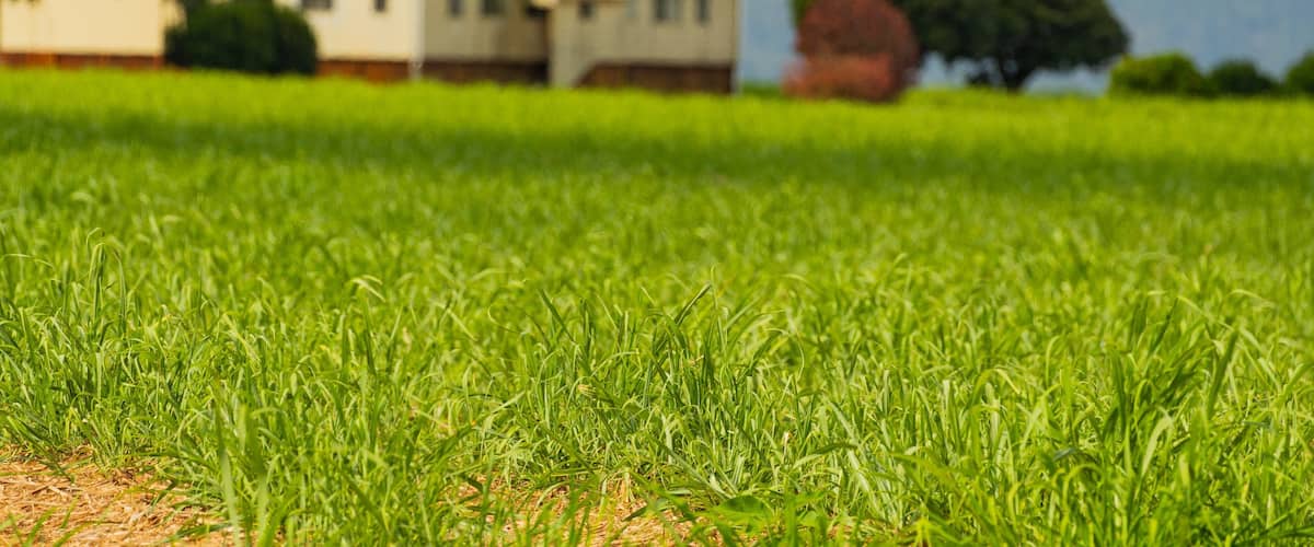 A lush green field with a house and trees in the background.