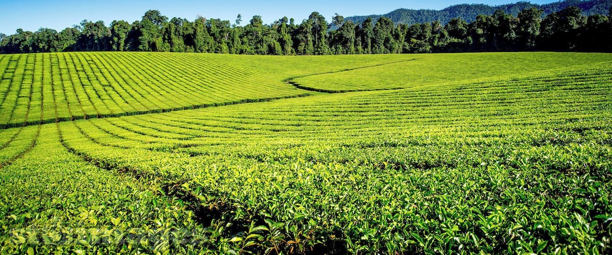 It would be an absolute crime for us 2 Tea lovers to not pull over and take a quick pic of this #AthertonTablelands Tea Farm. 💚 #thisisqueensland #stimages2016roadtrip #seeaustralia