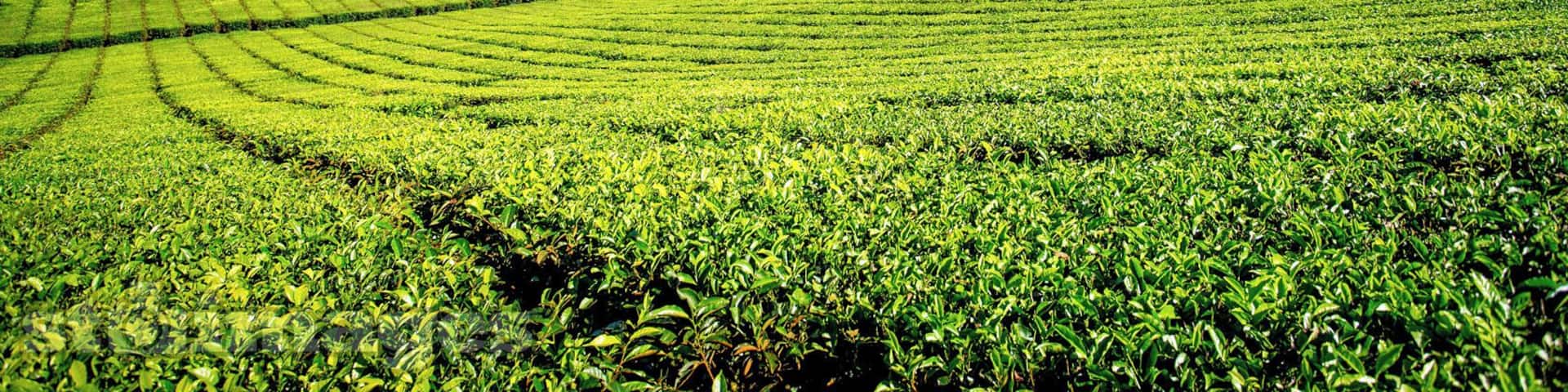 It would be an absolute crime for us 2 Tea lovers to not pull over and take a quick pic of this #AthertonTablelands Tea Farm. đ #thisisqueensland #stimages2016roadtrip #seeaustralia