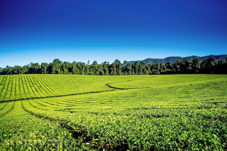 It would be an absolute crime for us 2 Tea lovers to not pull over and take a quick pic of this #AthertonTablelands Tea Farm. 💚 #thisisqueensland #stimages2016roadtrip #seeaustralia