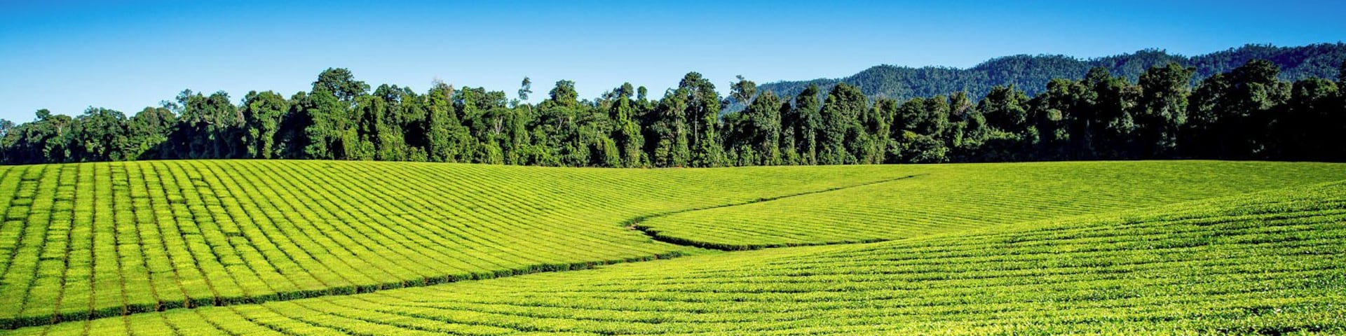 It would be an absolute crime for us 2 Tea lovers to not pull over and take a quick pic of this #AthertonTablelands Tea Farm. 💚 #thisisqueensland #stimages2016roadtrip #seeaustralia