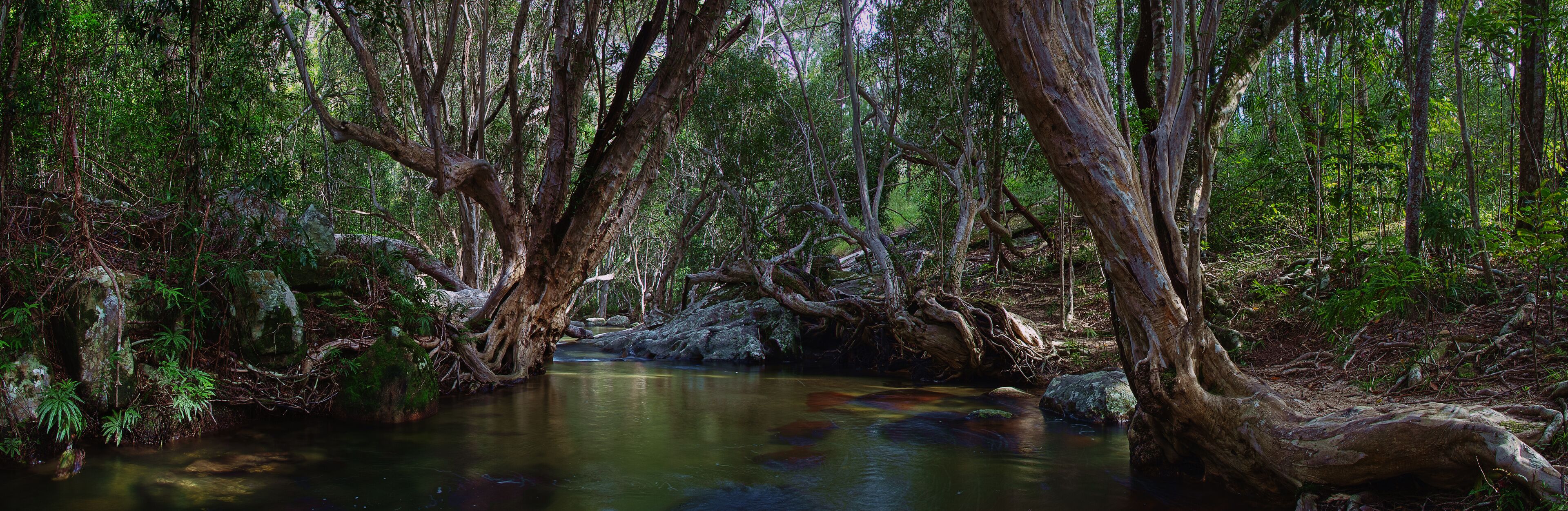 A forest with a calm stream, dense foliage, and large trees.