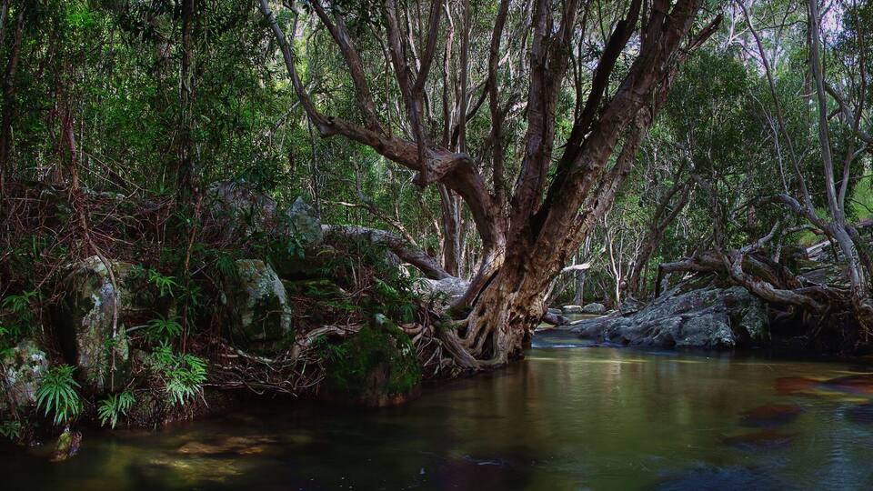 A forest with a calm stream, dense foliage, and large trees.