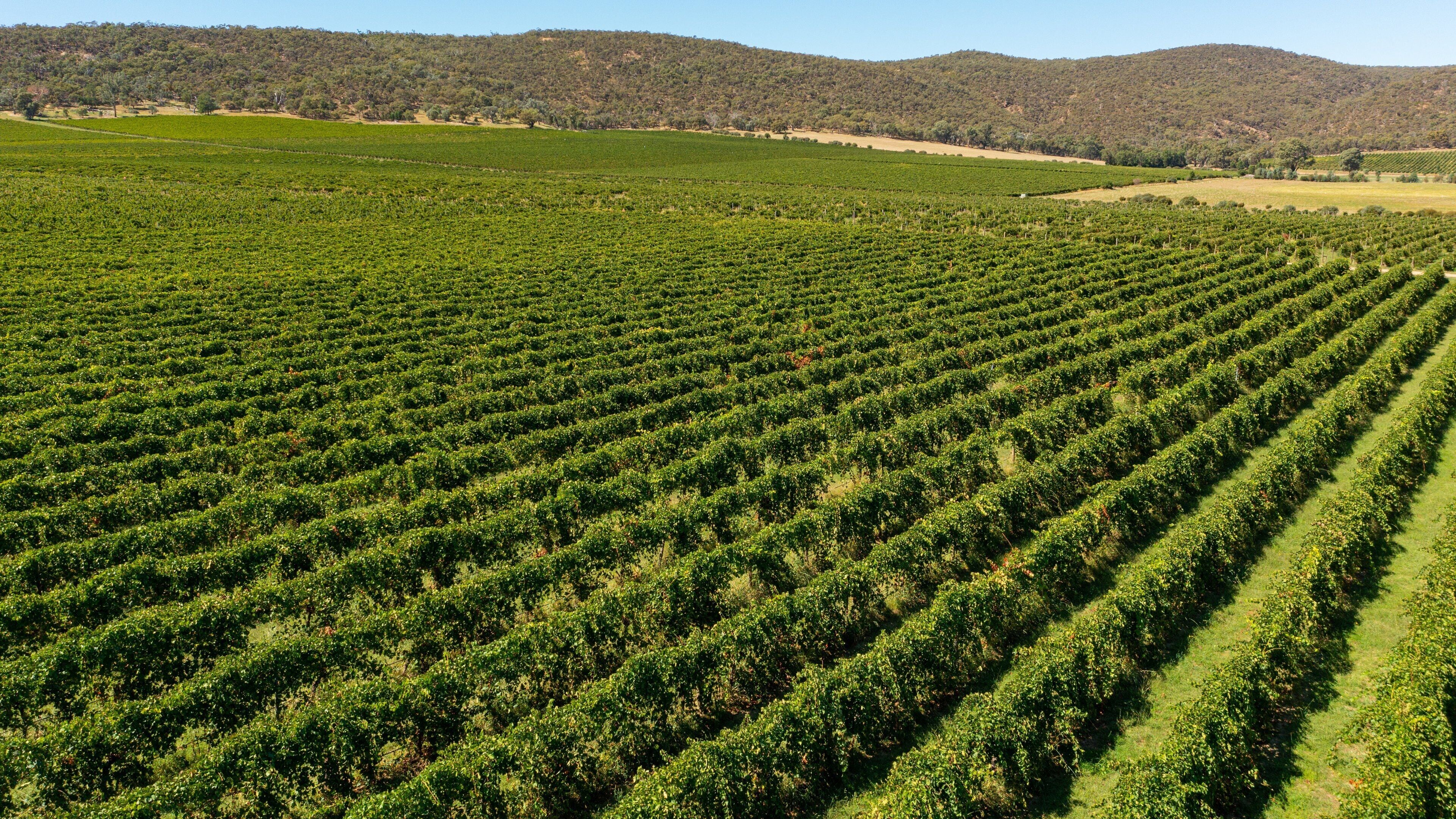 A vineyard with rows of grapevines.
