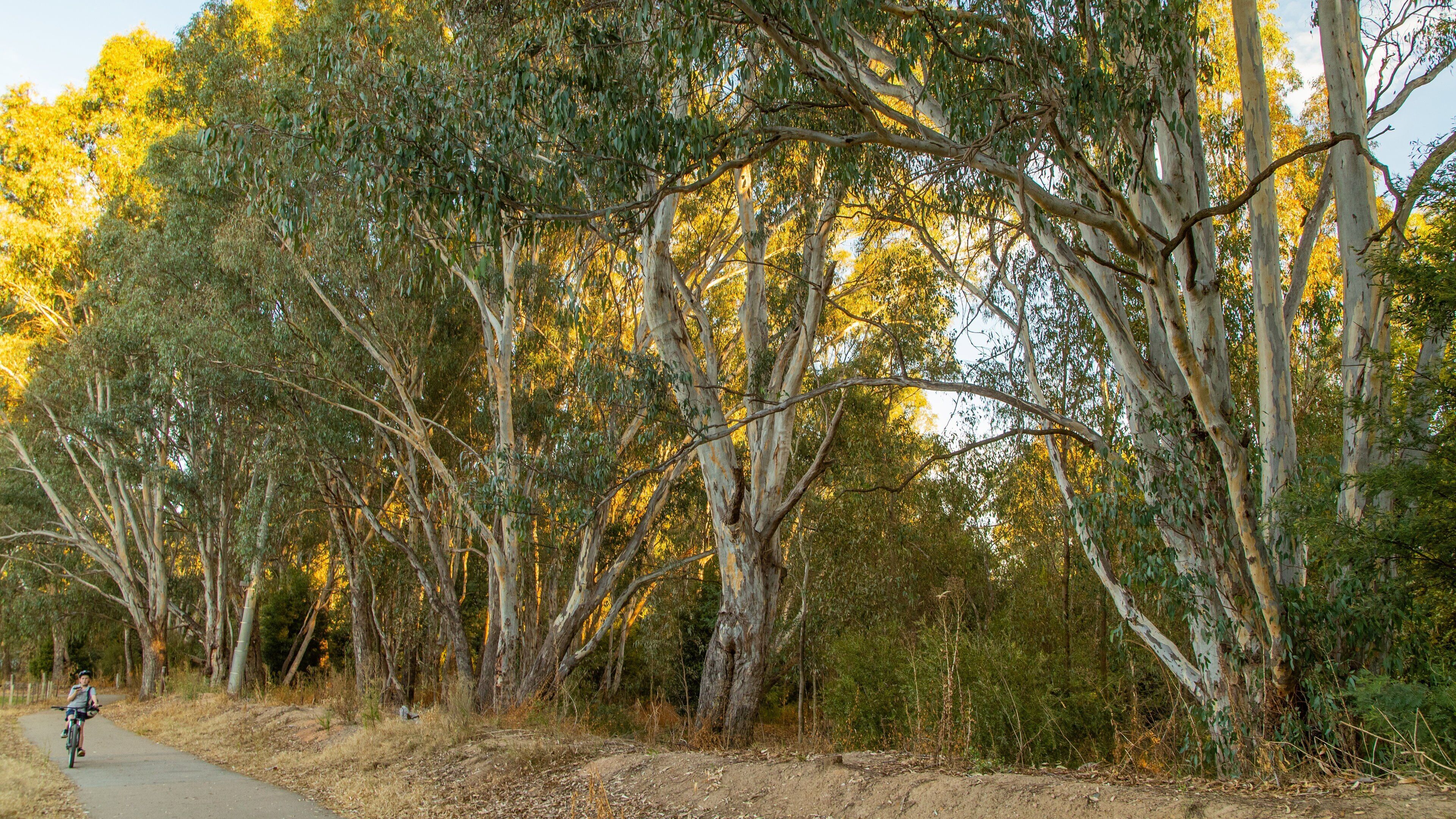 A forested area with a dirt path and a cyclist.