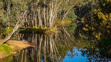 A calm river reflecting tall trees and a clear sky.