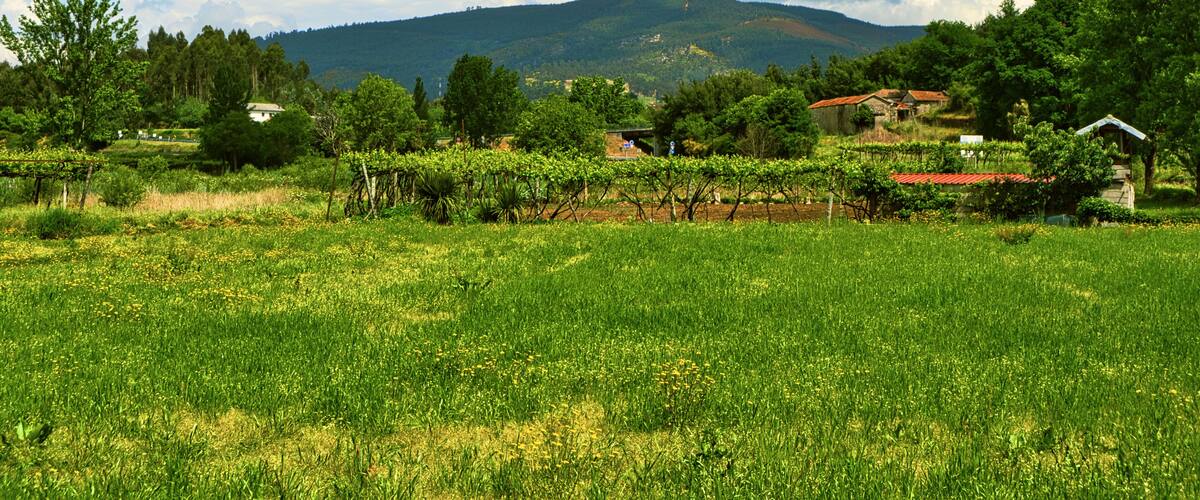 A vineyard with rows of grapevines, a small house, and a mountain in the background.