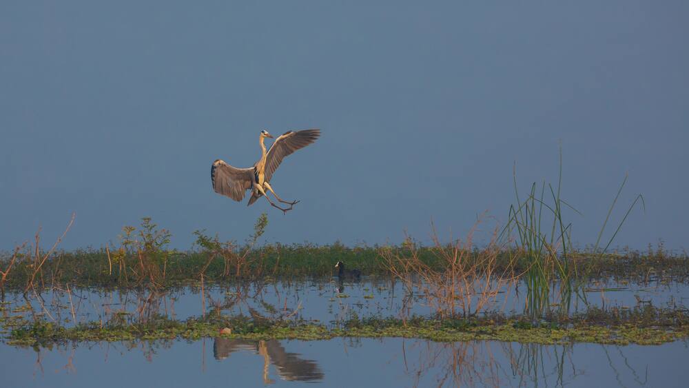 A Grey Heron landing on a a strip of land at the edge of a lake (photographed at Hoskote Lake at the outskirts of Bangalore, India)
