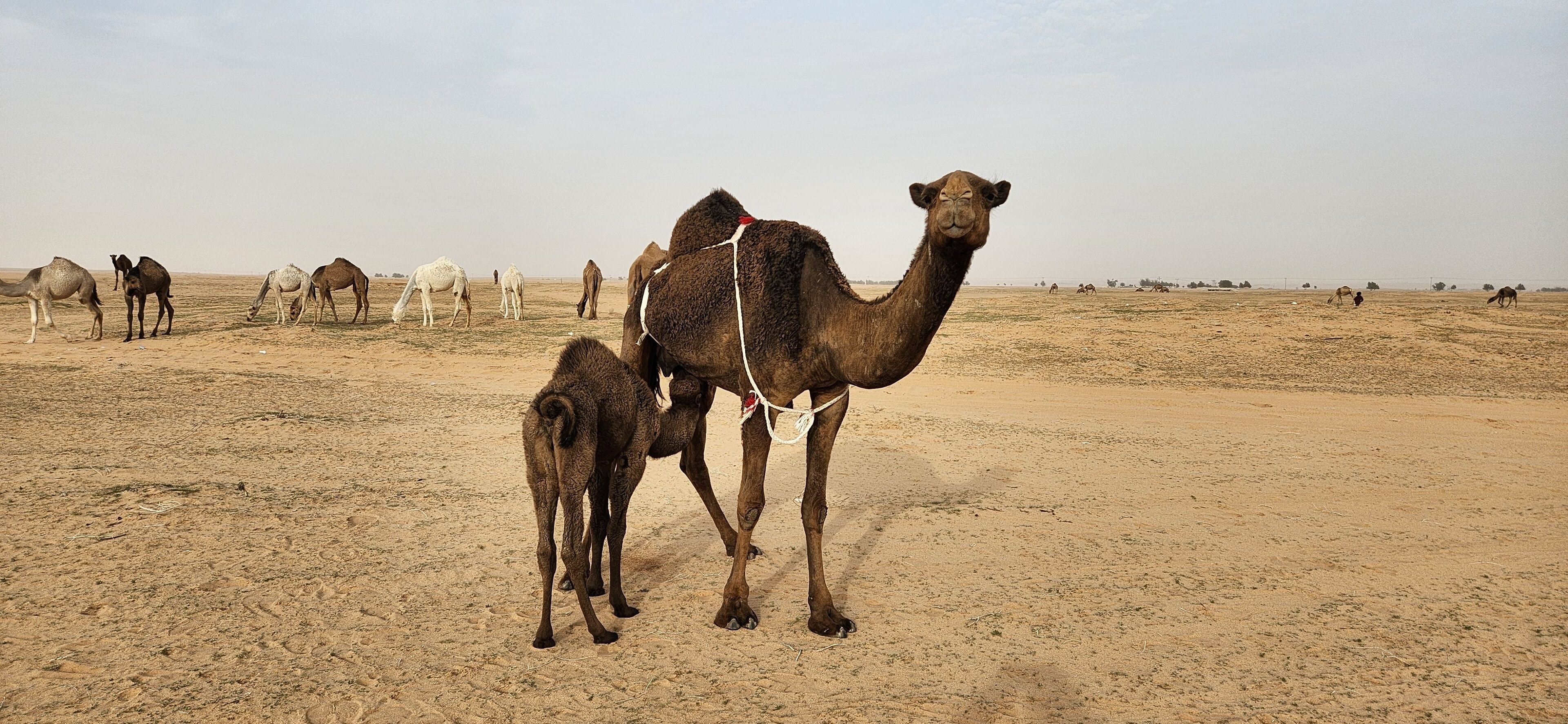 Camel grazing. Some camels grazing in the wild in Al Bandariyah, Al Qassim Province, Saudi Arabia
