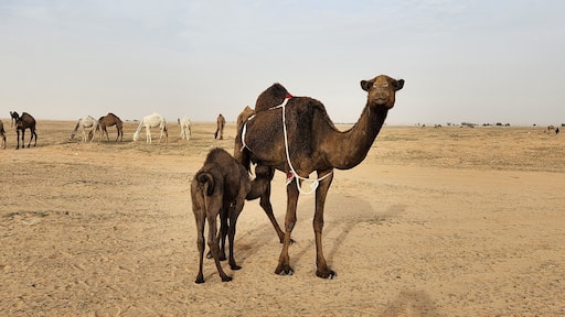 Camel grazing. Some camels grazing in the wild in Al Bandariyah, Al Qassim Province, Saudi Arabia