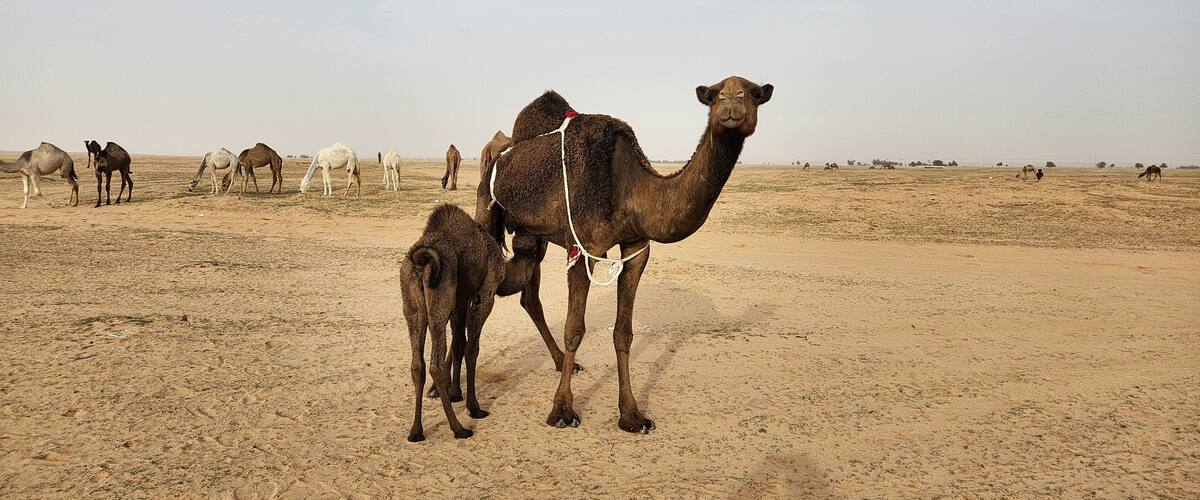 A camel with a foal in a desert landscape.