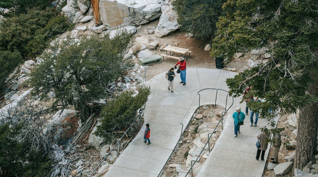 Palm Springs Aerial Tramway featuring a park