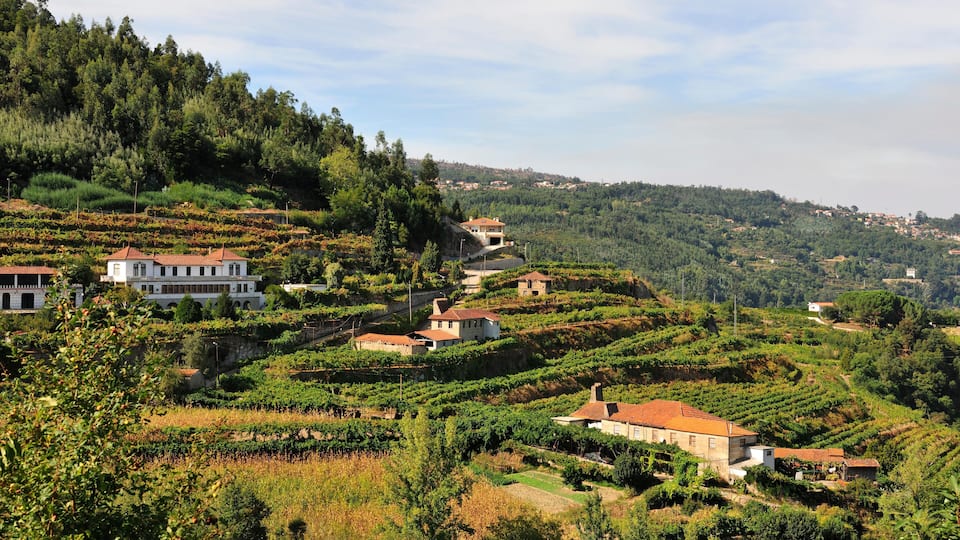 Terraced vineyards, white buildings, and a hilly landscape.