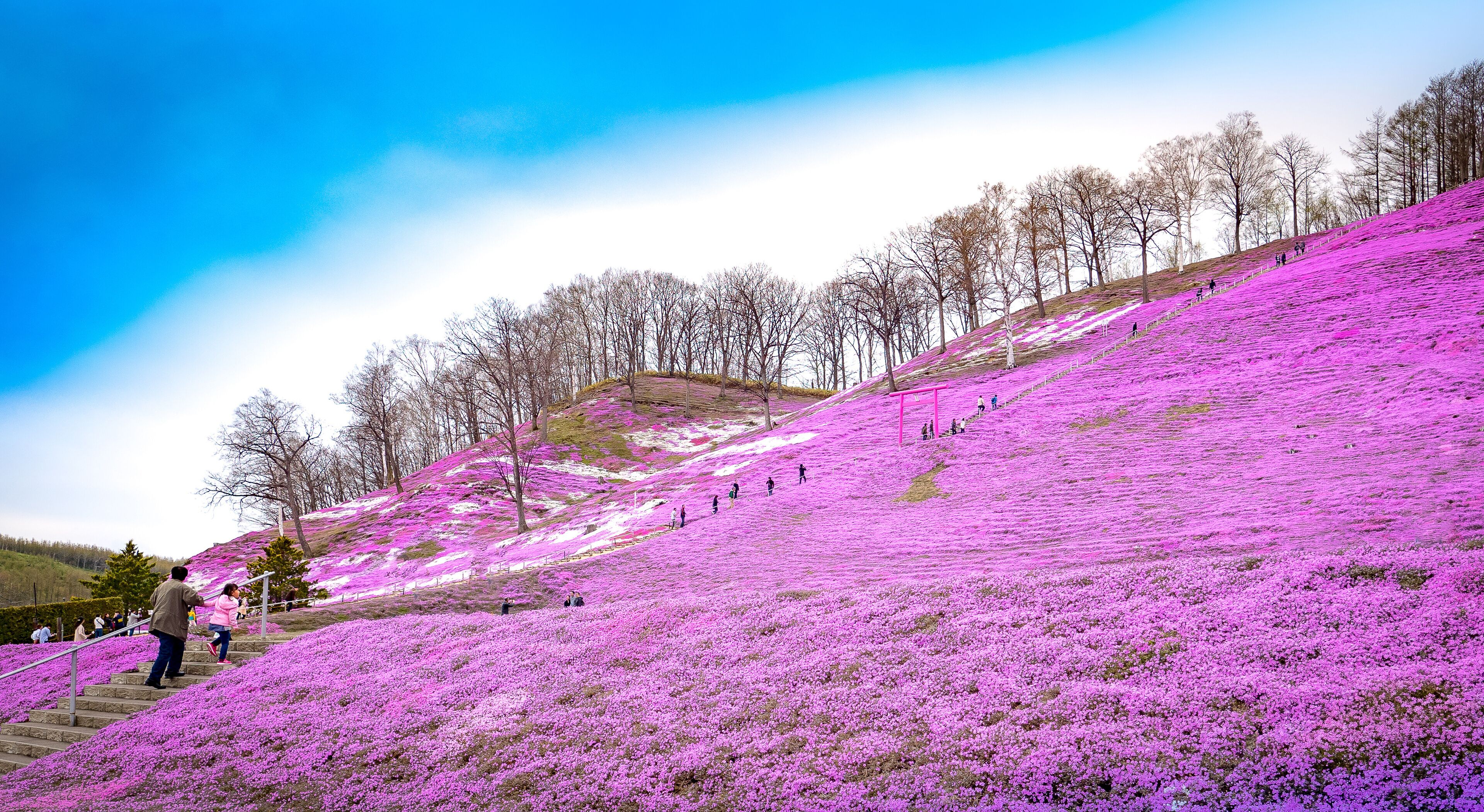 Shibazakura flower in Japan