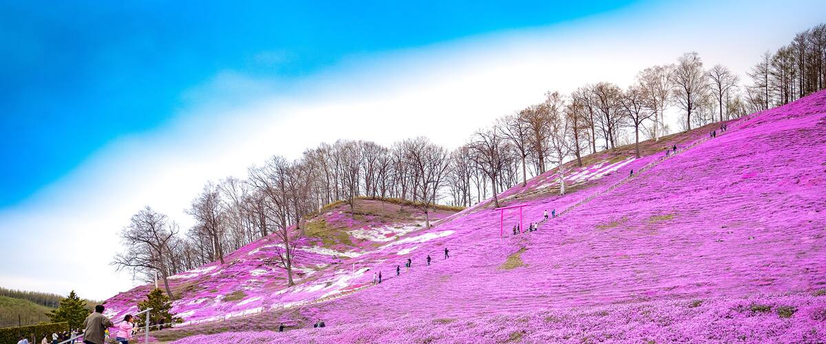 A hillside covered with pink flowers, a clear blue sky, and leafless trees.