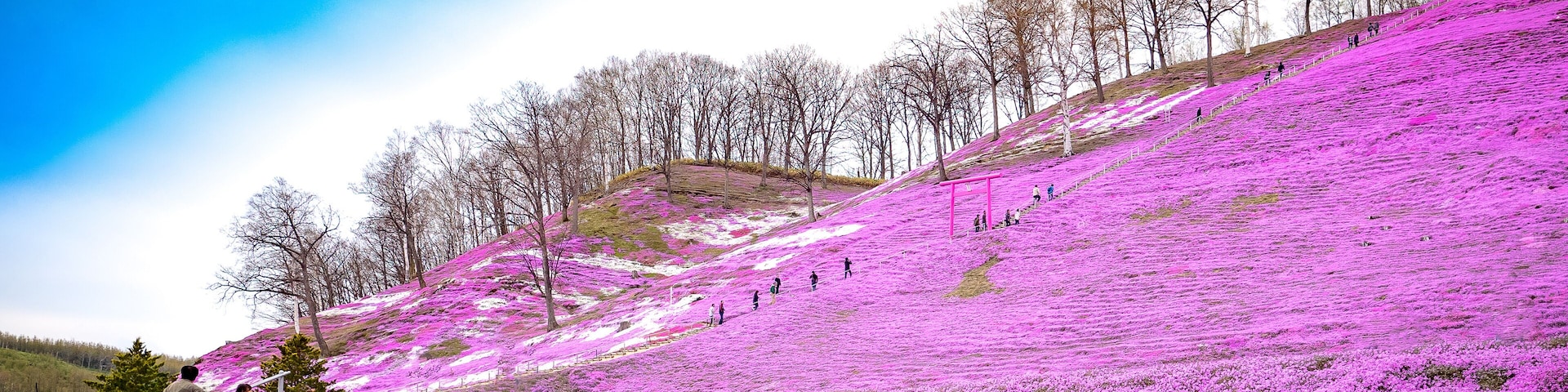 Shibazakura flower in Japan