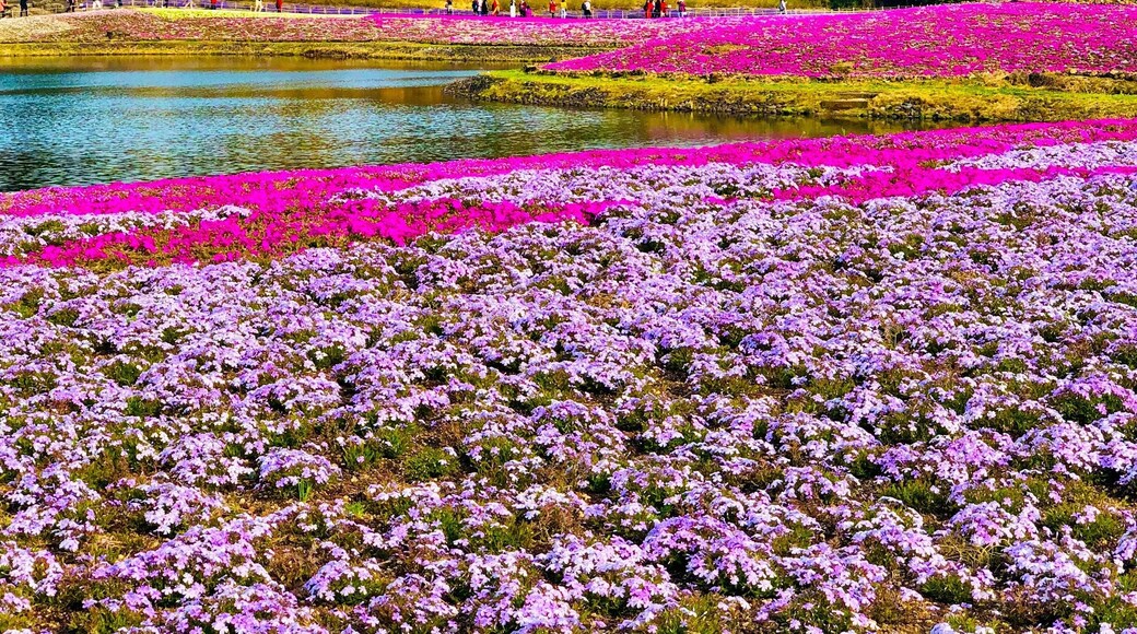About 800,000 Shiba-sakura, or โmoss phlox,โ more than anywhere else in the Greater Tokyo region, bloom in an expansive site at the base of Mt. Fuji. It is a festival of flowers which gives color to Mt. Fuji through contrast with their gorgeous colors. #Nature