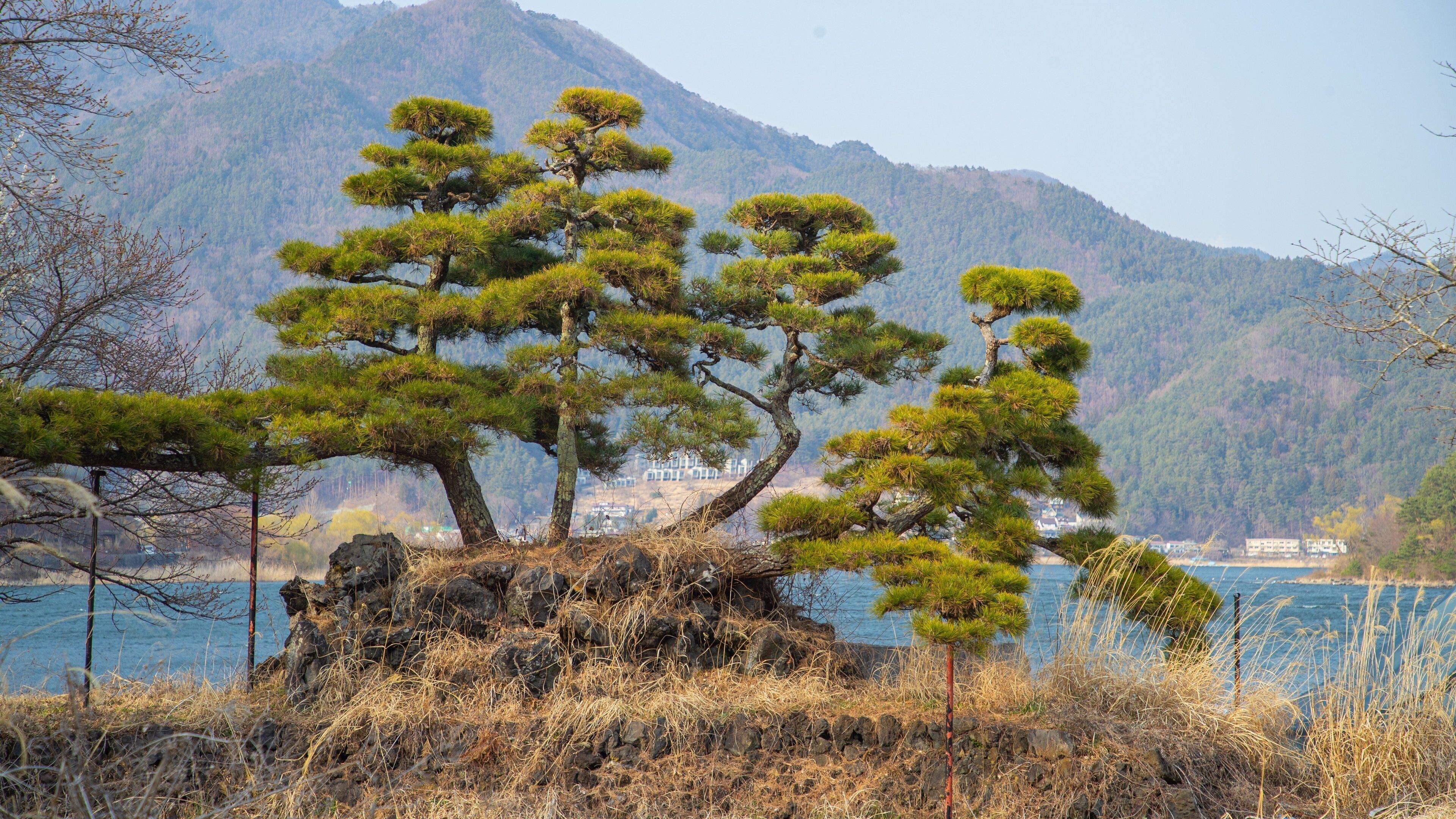 Fujikawaguchiko featuring a park and a lake or waterhole