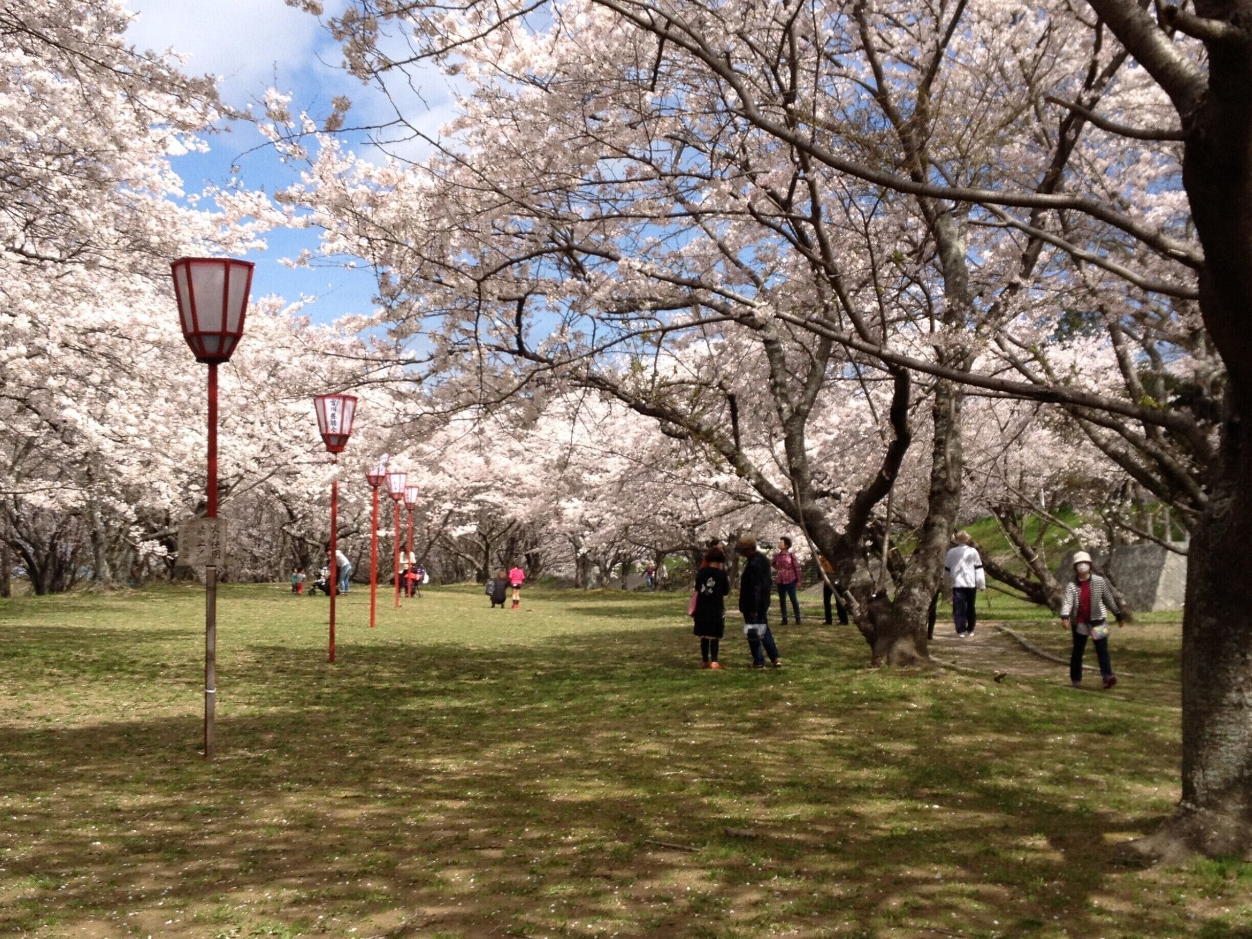 Huge sakura park in Ise, Mie-ken.

There are two levels of tunnels and they are along the river. One of the 100 best sakura viewing spots in Japan.

You can read about my time in Ise City here:
http://breathingmeansmore.com/how-to-visit-a-shinto-shrine-part-2-ise-jingu/