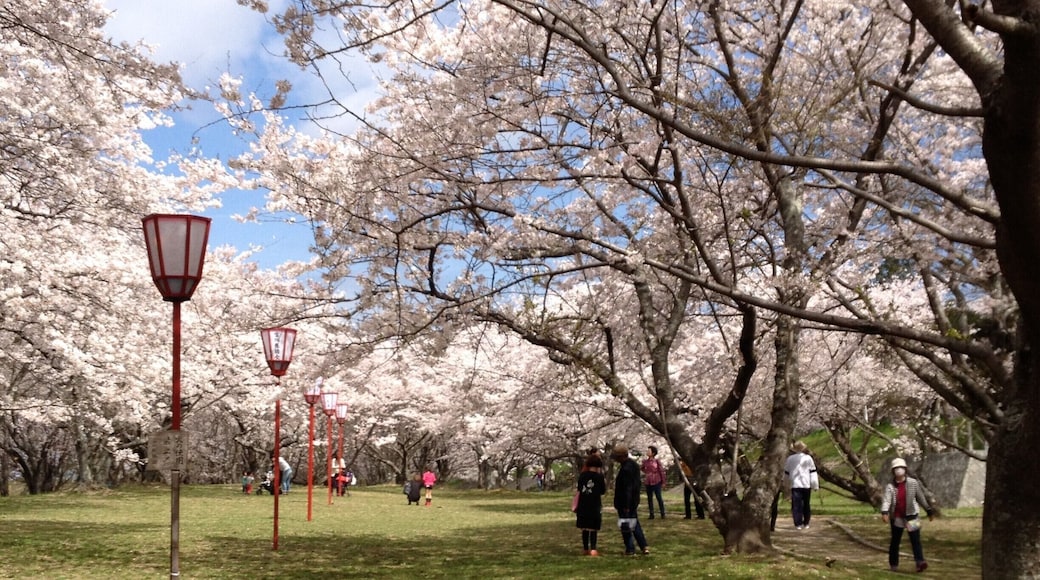 Huge sakura park in Ise, Mie-ken.
There are two levels of tunnels and they are along the river. One of the 100 best sakura viewing spots in Japan.
You can read about my time in Ise City here:
http://breathingmeansmore.com/how-to-visit-a-shinto-shrine-part-2-ise-jingu/