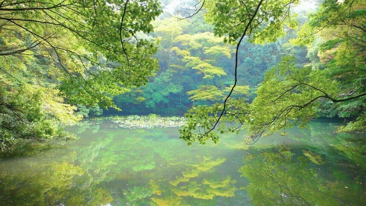 Ise Jingu (Naigu), Mie, Japan
Oct. 8th, 2008