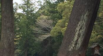 Tree hugging time at the Shinto shrine