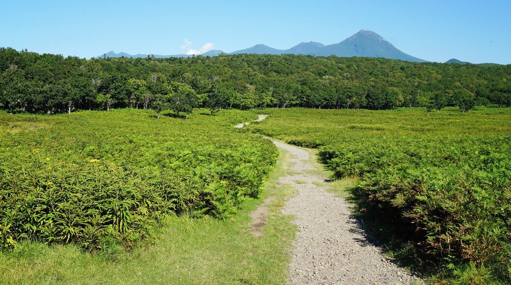 At "Track Near Furepe Falls" in Shari, Hokkaido prefecture, Japan. Furepe Falls and its circumference was registered as part of the UNESCO World Heritage Site "Shiretoko".