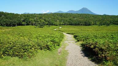 At "Track Near Furepe Falls" in Shari, Hokkaido prefecture, Japan. Furepe Falls and its circumference was registered as part of the UNESCO World Heritage Site "Shiretoko".