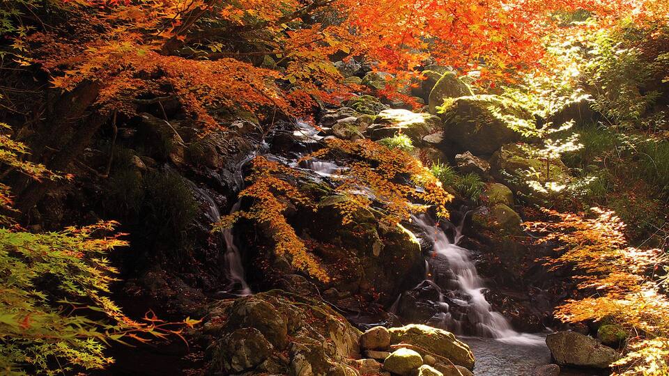 A waterfall in a forest with autumn foliage.