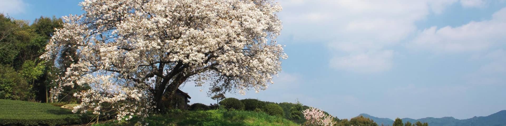 吉田の百年桜