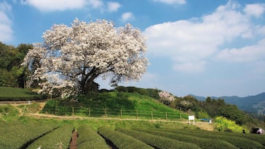 Un cerisier en fleurs sur une colline, avec des plantations de thé et des montagnes en arrière-plan.