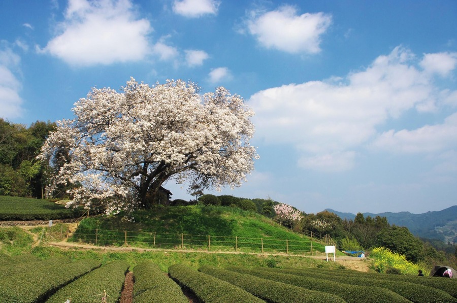 吉田の百年桜