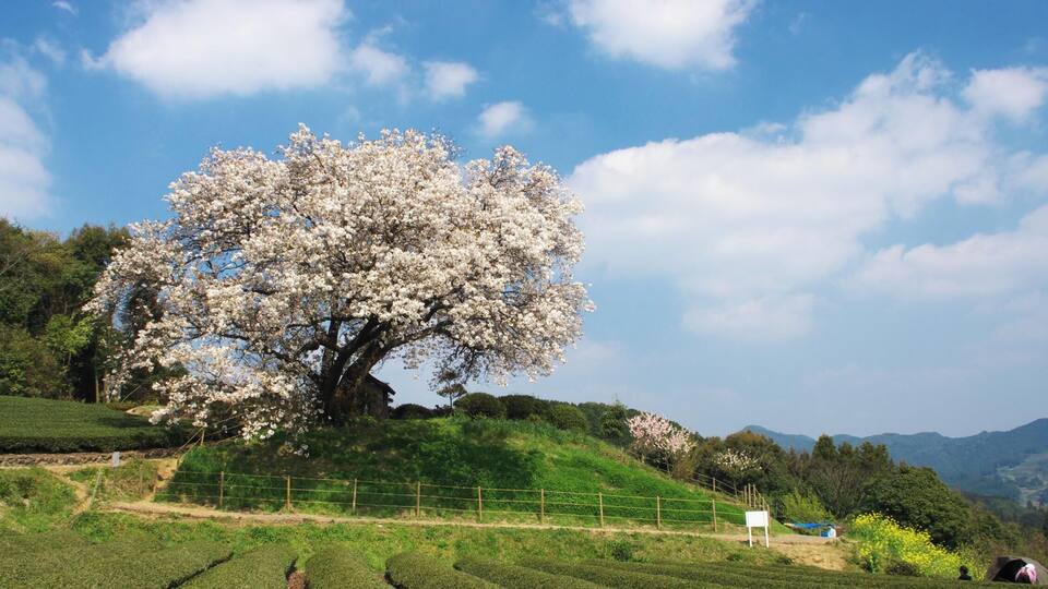 A cherry blossom tree on a hillside with tea fields and mountains in the background.