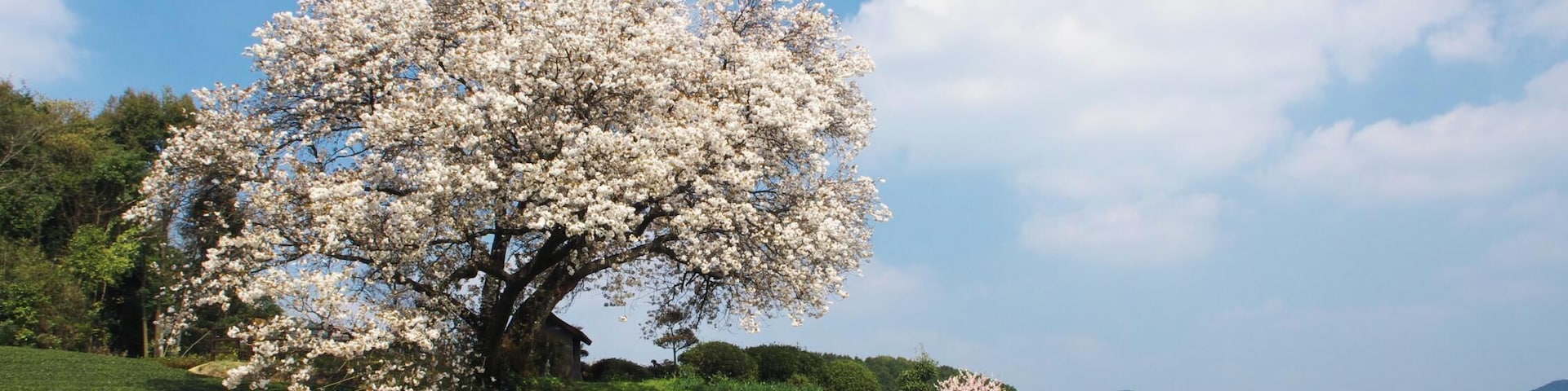 吉田の百年桜