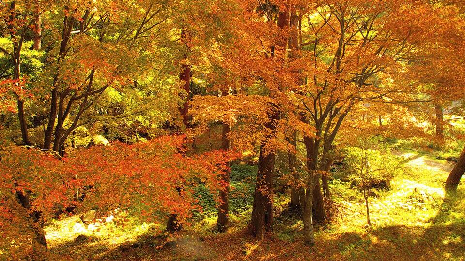 A forest with autumn foliage, trees with orange and yellow leaves, and a path through the woods.