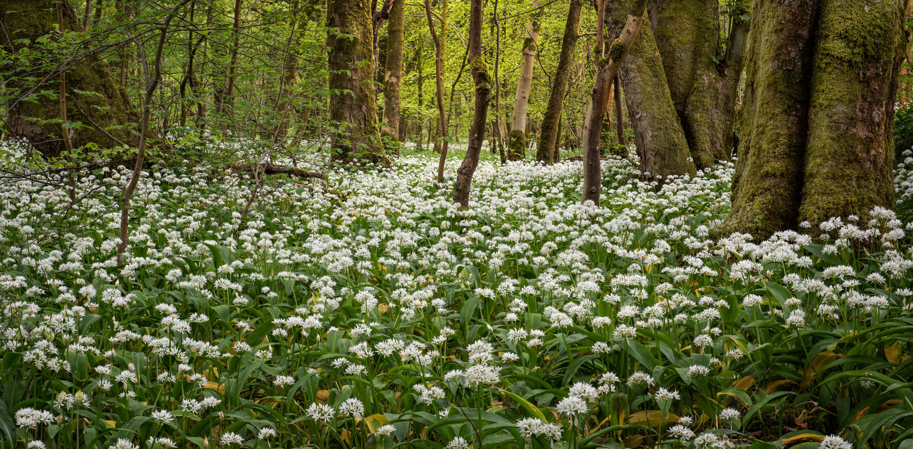 En skov med hvide blomster og mosbegroede træer.
