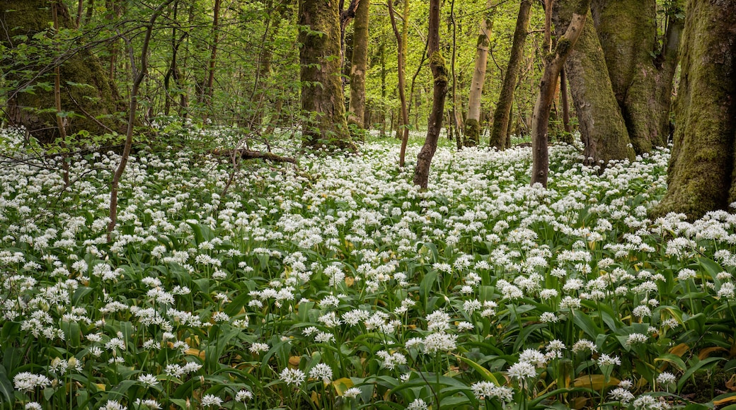 En skov med hvide blomster og mosbegroede træer.