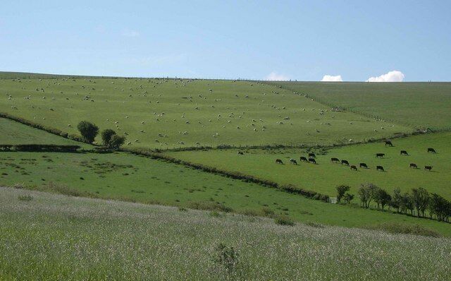 Livestock grazing on Rock Hill Intensively managed pastures and silage fields with low hedges are typical of the hills above Clun.