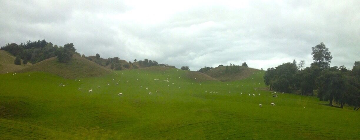 Sheep on the hills

#Roadtrip #NZ