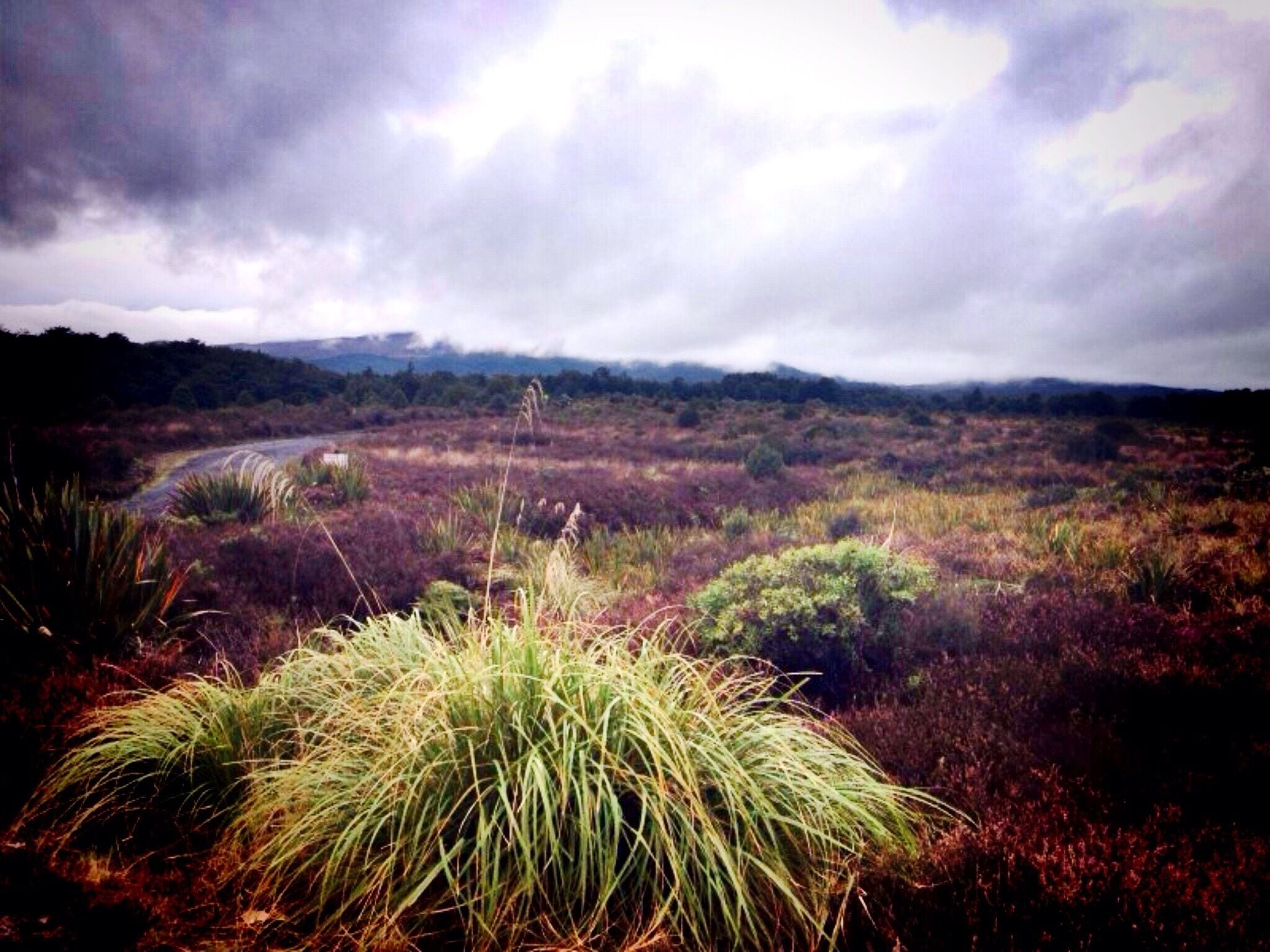 Views of the National Park around the Volcanic Region of New Zealand's North Island 
#RoadTrip #NationalPark #Camping