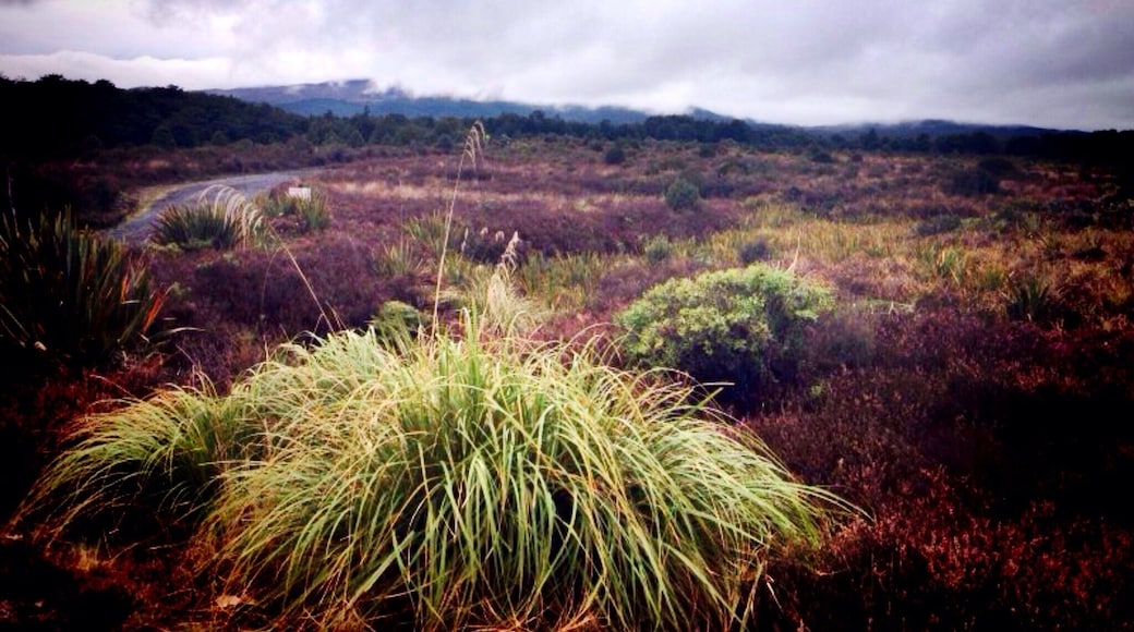 Views of the National Park around the Volcanic Region of New Zealand's North Island
#RoadTrip #NationalPark #Camping