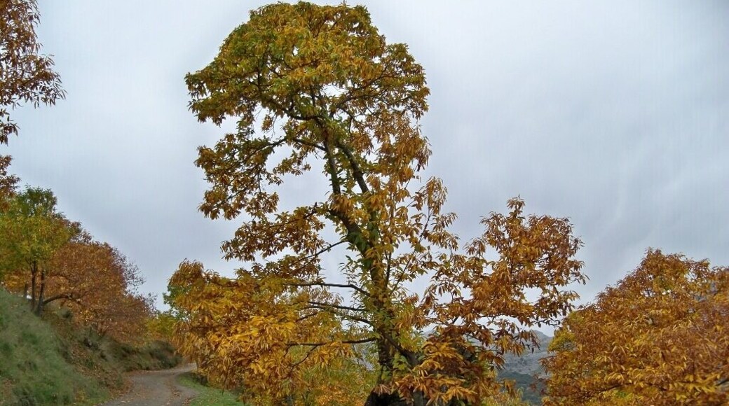 Sweet chestnut (Castanea sativa) near Cartajima, in Serranía de Ronda, Málaga.