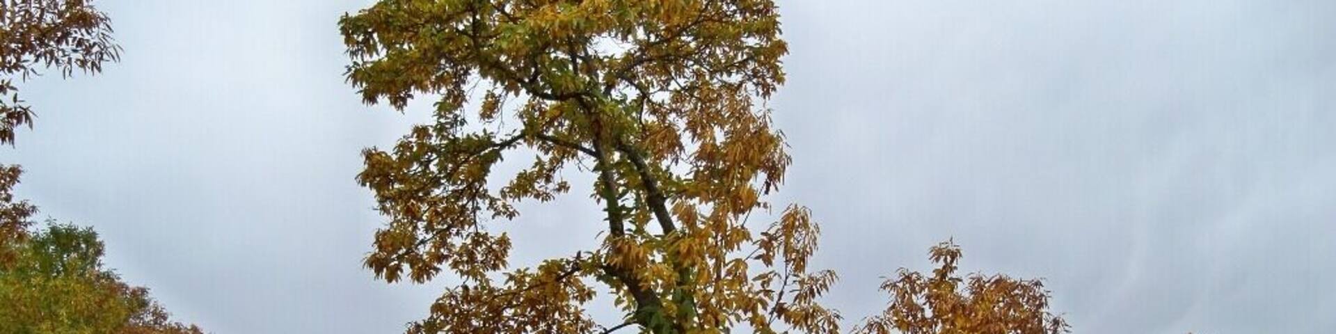 Sweet chestnut (Castanea sativa) near Cartajima, in Serranía de Ronda, Málaga.